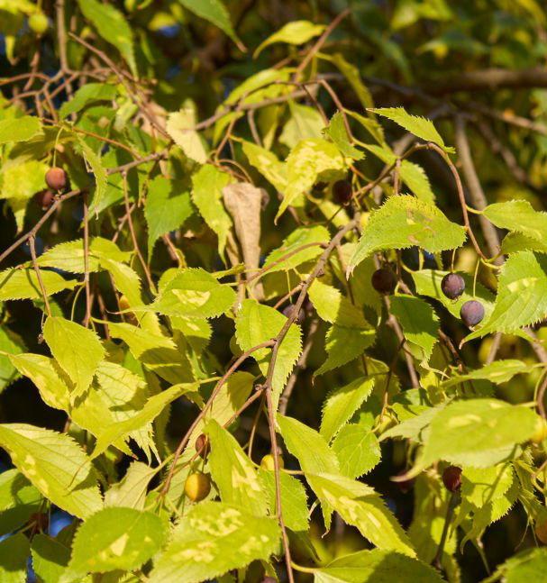 Celtis australis, Le micocoulier de Provence, arbres du sud de la France