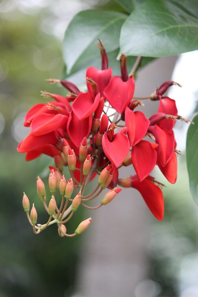 Erythrina crista-galli, erythrine crête-de-coq, arbres du sud de la France