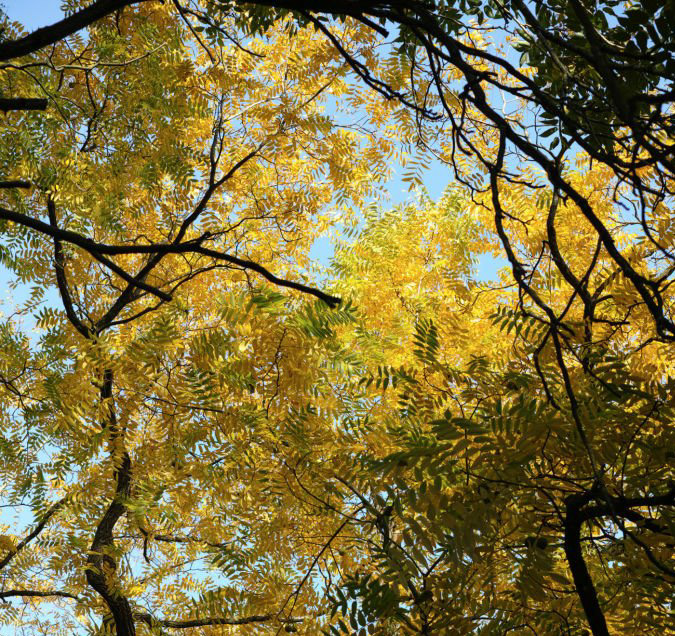 Fraxinus angustifolia, Le frêne à fleurs étroites, arbres du sud de la France