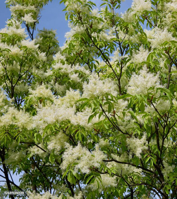 Fraxinus ornus, Le frêne à fleurs, arbres du sud de la France