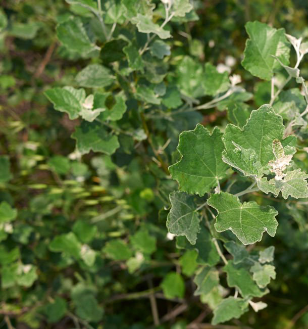 Populus alba, Le peuplier blanc, arbres du sud de la France