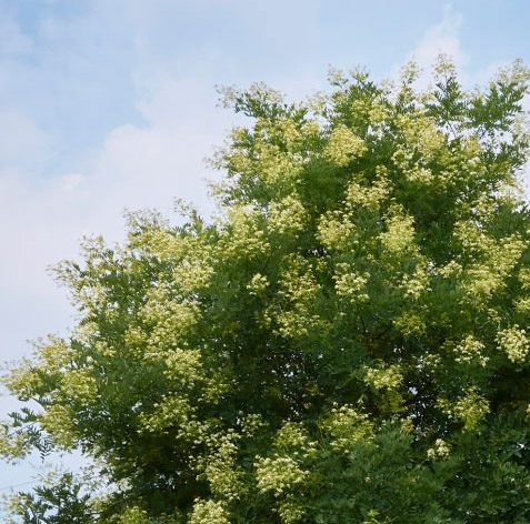 Styphnolobium japonicum, Le sophora du Japon, arbres du sud de la France