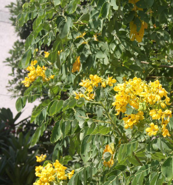 Tipuana tipu, La Palo rosa, arbres du sud de la France