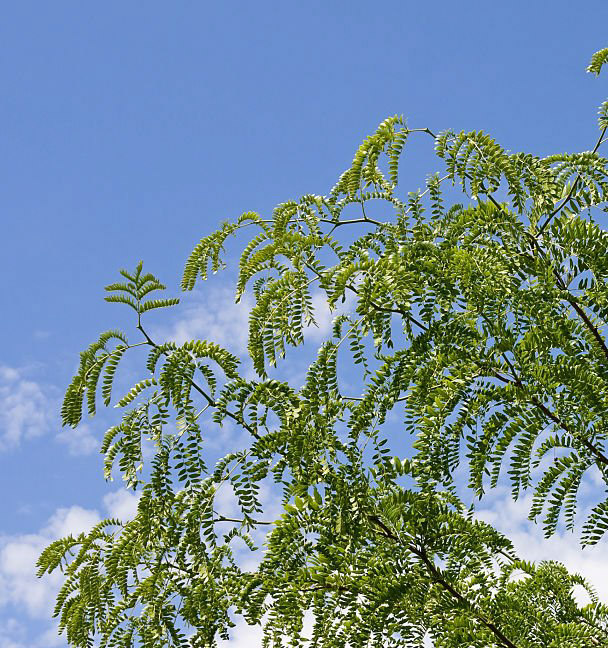 Gleditsia triacantos, Le févier d’Amérique, arbres du sud de la France