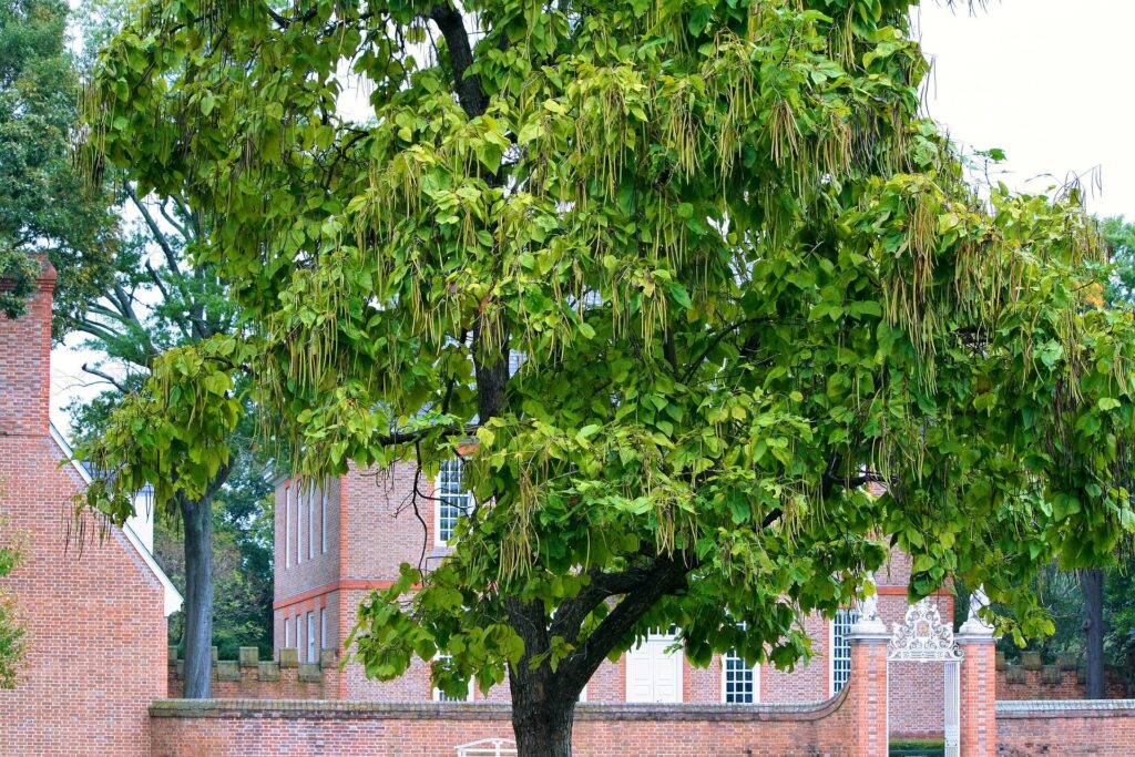 Arbre de catalpa, Bignoniacées, arbres du sud de la France