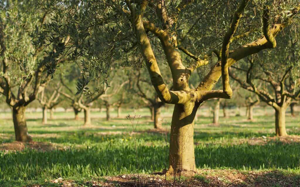 champ d'oliviers du sud de la France