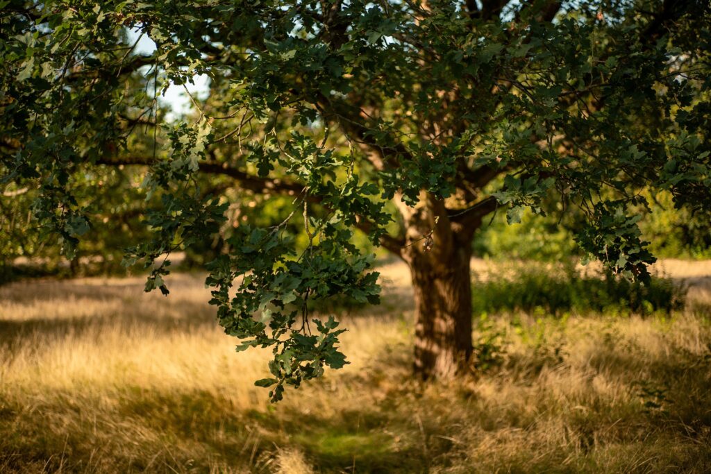 Quercus ilex, Chêne vert