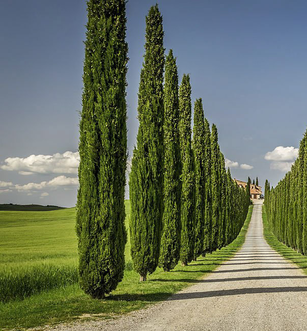 Cyprès d'Italie, arbres du sud de la France