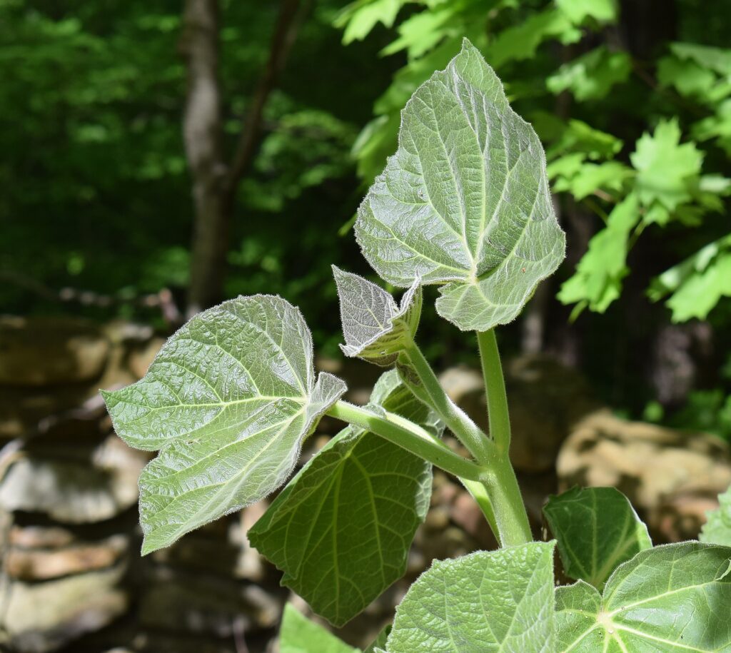 feuilles de paulownia du sud de la France