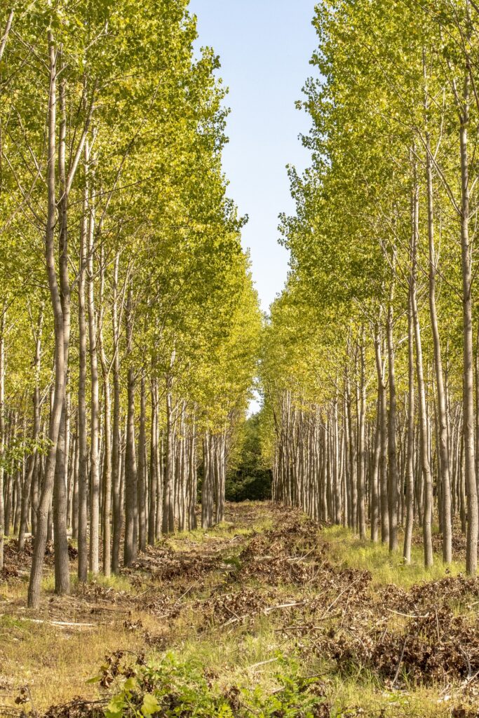 Forêt de peuplier en automne, arbres du sud de la France