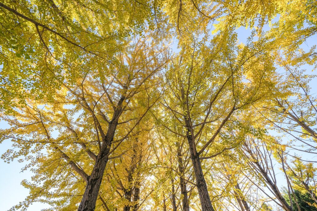 Ginkgo biloba, L’arbre aux 40 écus, arbres du sud de la France