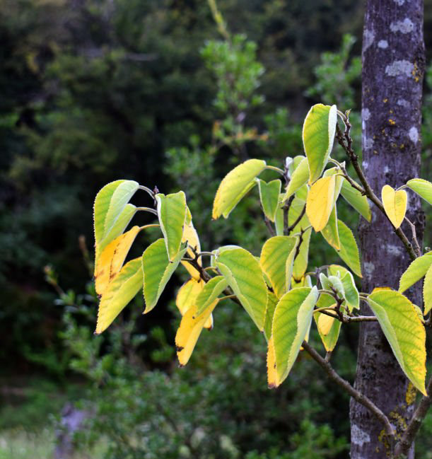 Broussonetia papyrifera, Le mûrier de Chine, arbres du sud de la France