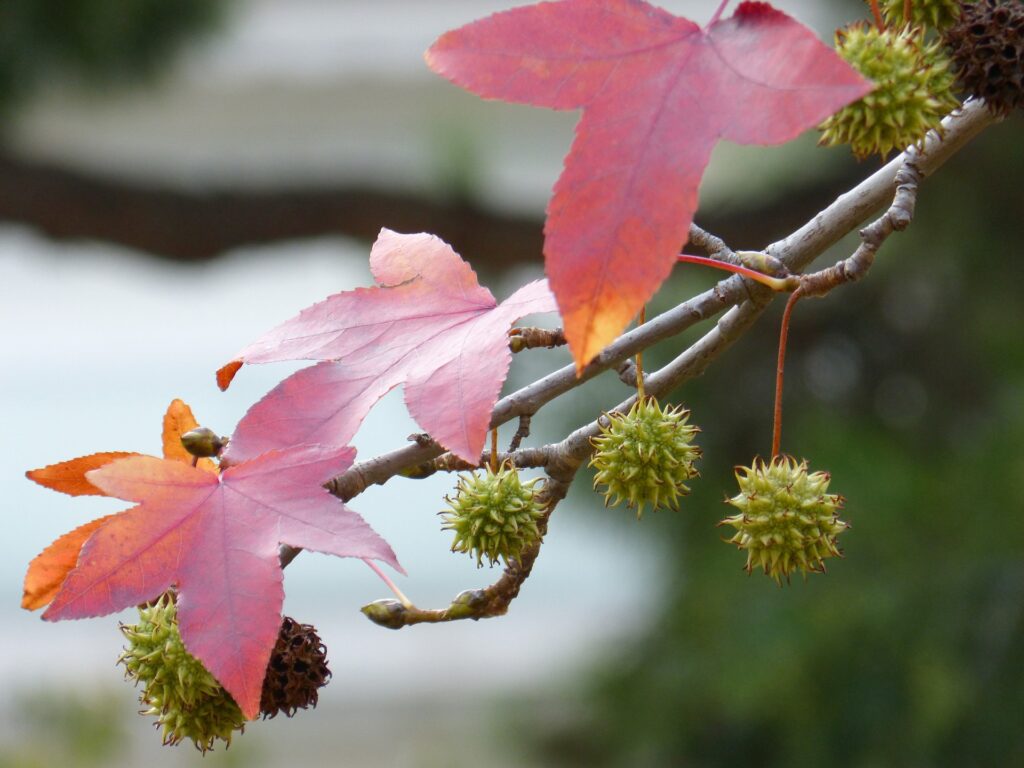 Le Liquidambar styraciflua, arbres du sud de la France