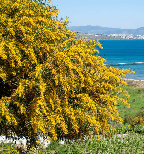 Paysage du sud de la France avec Mimosa