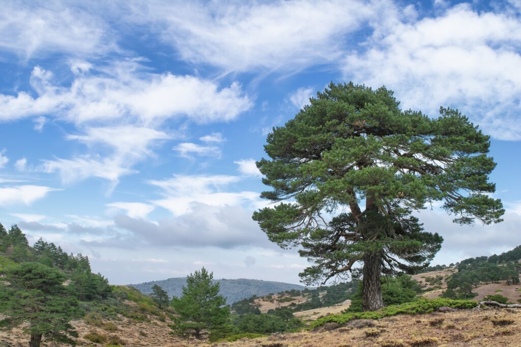 Pin parasol, Forêt, Randonnée, arbres du sud de la France