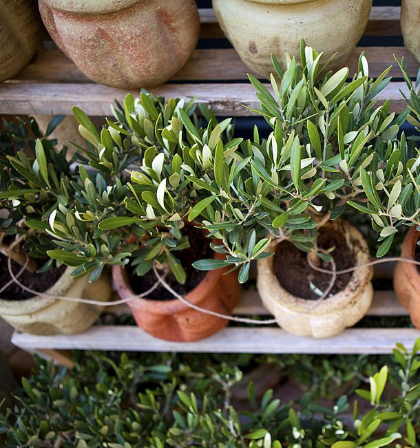 Oliviers en pots, arbres du sud de la France