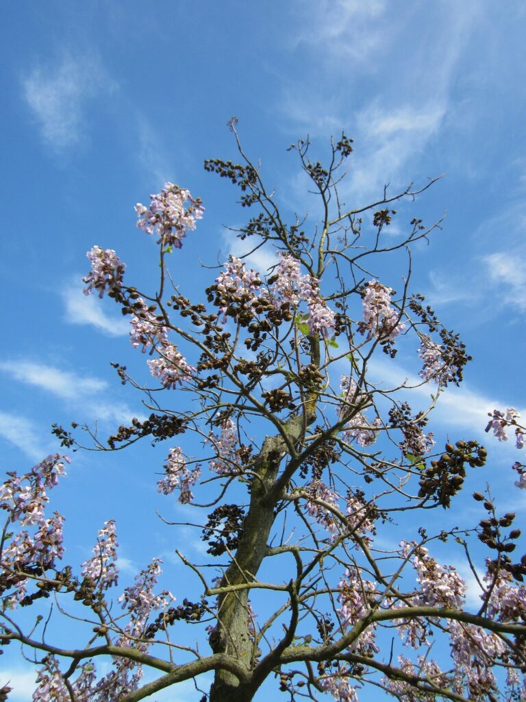 Paulownia tomentosa, L’arbre impérial, arbres du sud de la France