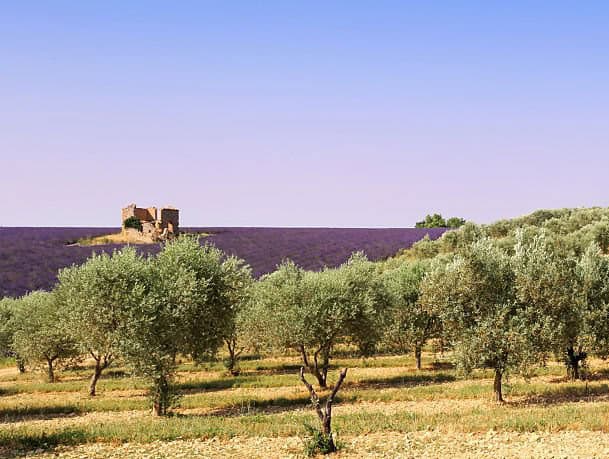 champ d'oliviers, arbres du sud de la France