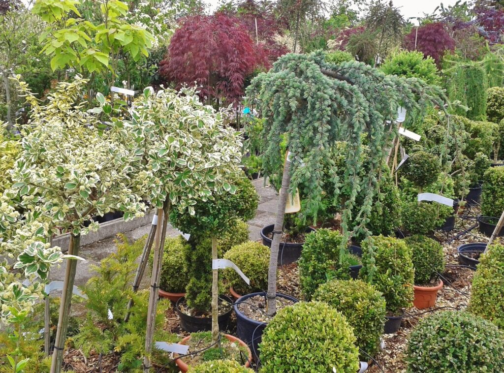 pépinière avec arbres et plantes en pots, arbres du sud de la France