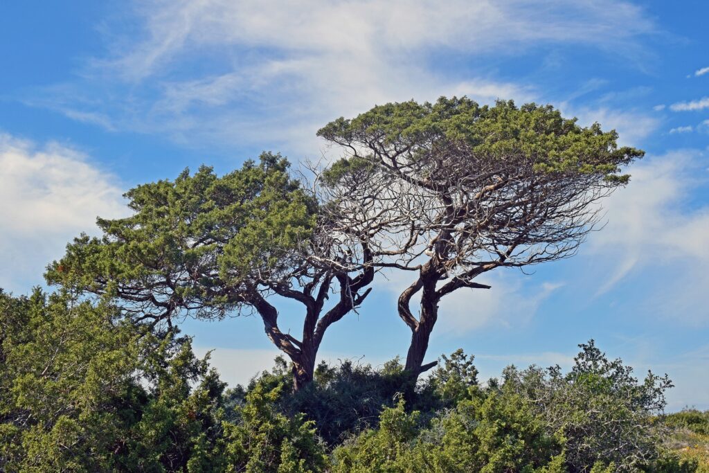 Pin parasol, Arbre, Canopée, arbres du sud de la France