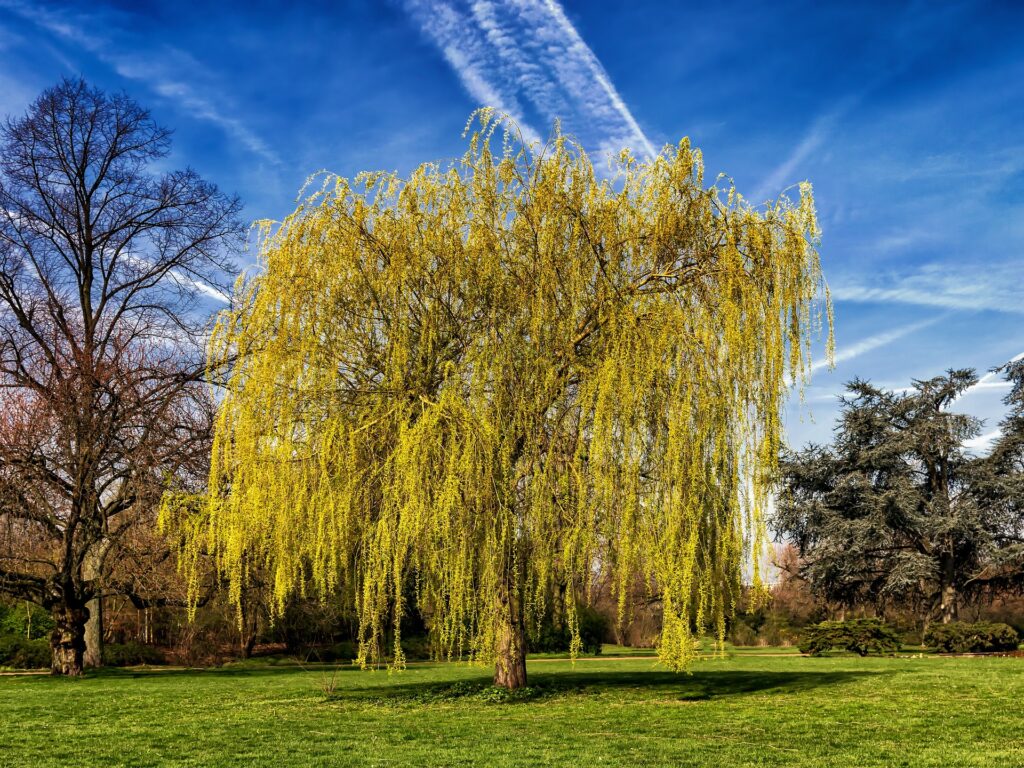 Le saule pleureur, arbres du sud de la France