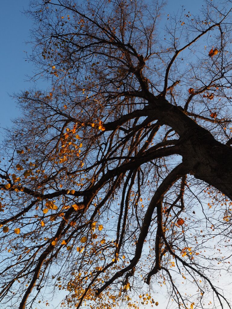 Le tilleul, arbres du sud de la France